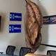 A fully grown Clinton is expected to emerge from her chrysalis before the first presidential debate at Wright State University in September.